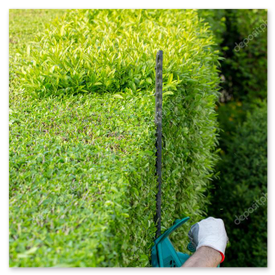 Heckenschnitt im Garten