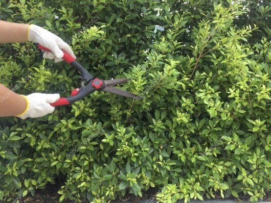 Gepflegter Garten mit gemähter Rasenfläche